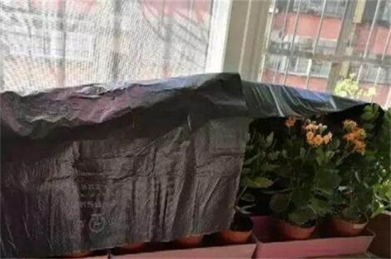 怎么对长寿花遮光催花，可覆盖纸箱或套黑塑料袋