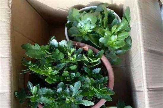 怎么对长寿花遮光催花，可覆盖纸箱或套黑塑料袋