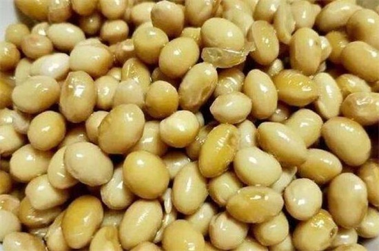 长寿花肥料自制办法，可用黄豆发酵或淘米水