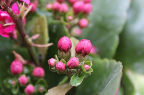 长寿花花苞变蔫萎缩，光照过强并缺水严重