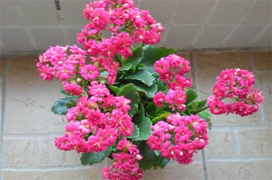 长寿花1年开几次花