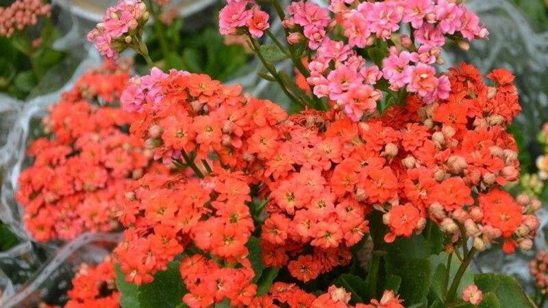 长寿花的修剪办法视频