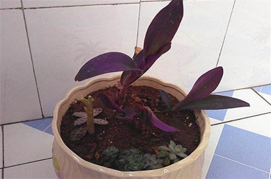 长寿花扦插多长见阳光,放在阴凉处10天后见光