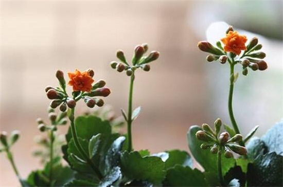 长寿花扦插多长见阳光,放在阴凉处10天后见光