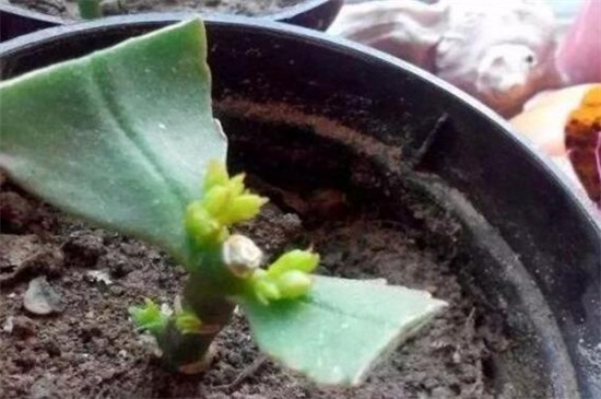 长寿花扦插多长见阳光,放在阴凉处10天后见光