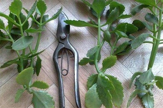 长寿花扦插多长见阳光,放在阴凉处10天后见光