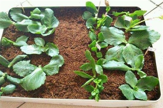 长寿花扦插多长见阳光,放在阴凉处10天后见光