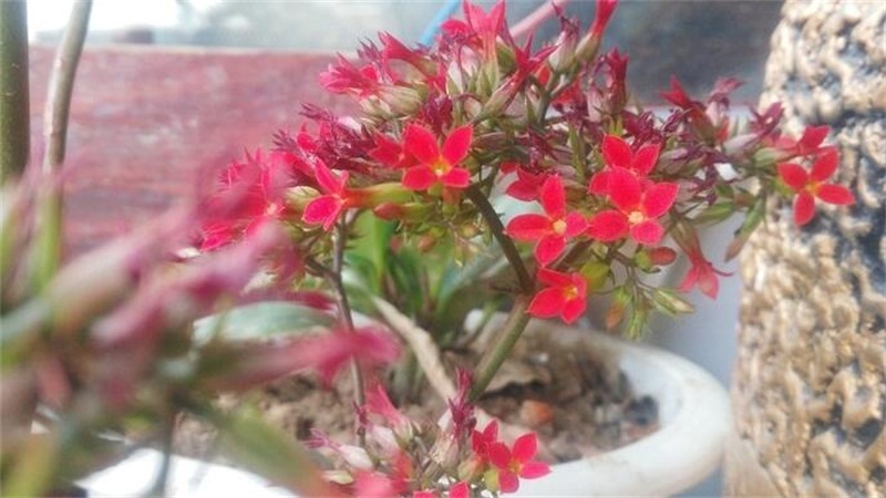 长寿花的养殖办法和注意些什么