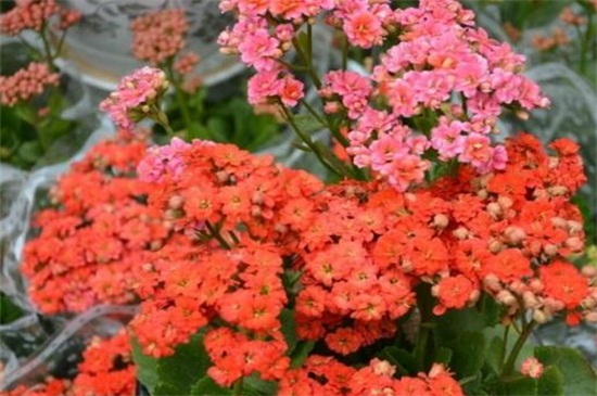 长寿花花期