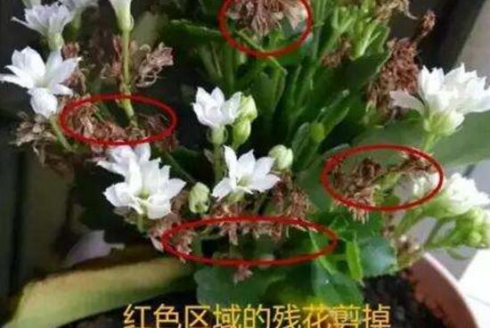 长寿花开败了怎么剪，长寿花花败后修剪图片