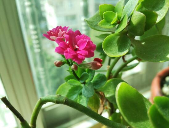 长寿花怎么修剪能开花，长寿花怎么快速开花
