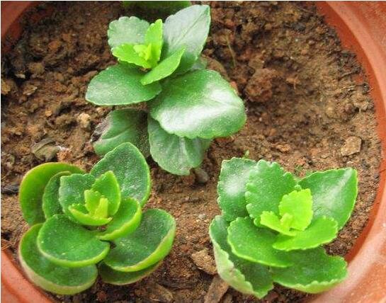 长寿花怎么样养殖办法，5个技巧告诉你养育出美丽的长寿花