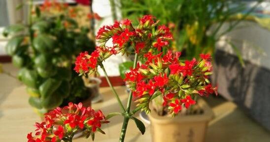 长寿花能放卧室吗,长寿花放哪风水最佳