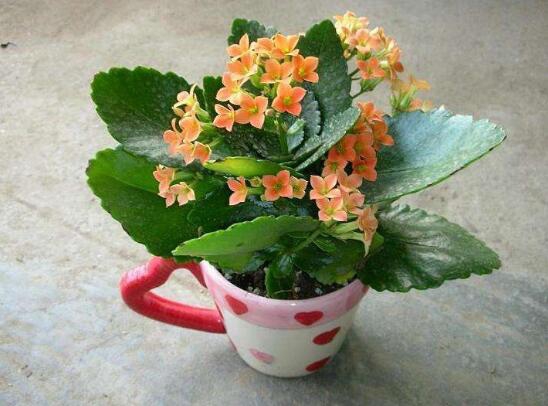 长寿花怎么样养殖办法，5个技巧告诉你养育出美丽的长寿花