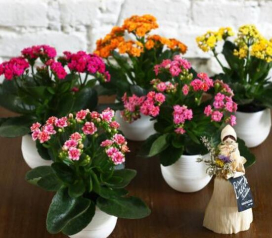 长寿花能放卧室吗,长寿花放哪风水最佳