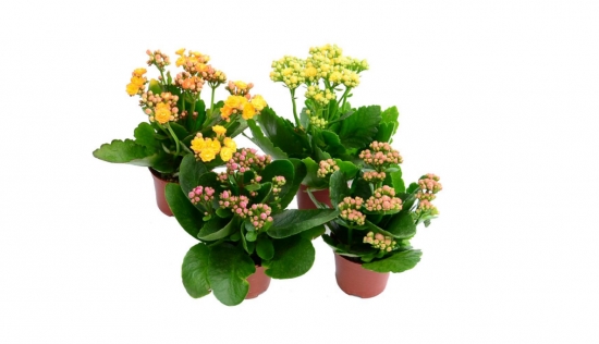 长寿花夏天怎么养:休眠季要注意光照浇水