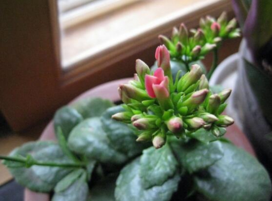 长寿花怎么样养殖办法，5个技巧告诉你养育出美丽的长寿花