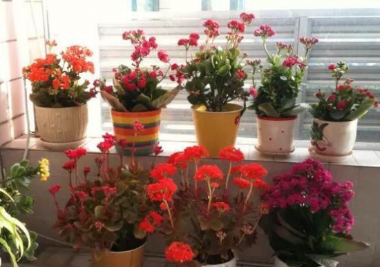 长寿花怎么养才能爆盆，4个流程让它蹭蹭蹭疯长