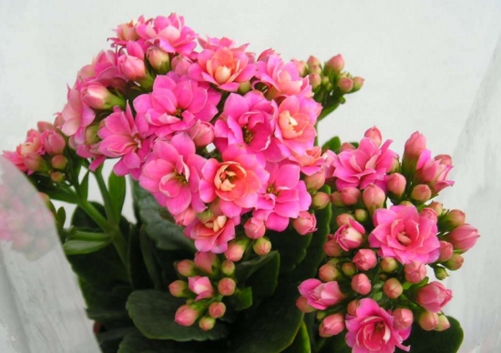 长寿花夏天怎么养:休眠季要注意光照浇水