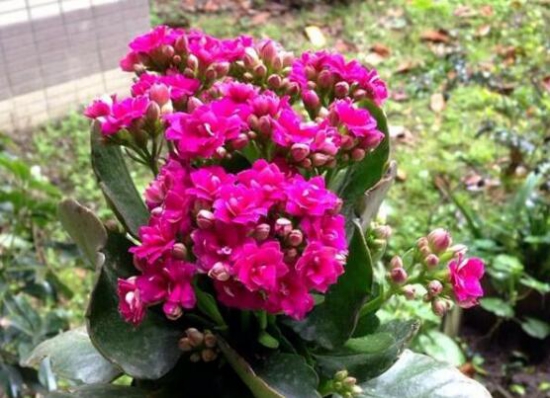 长寿花怎么养才能爆盆，4个流程让它蹭蹭蹭疯长