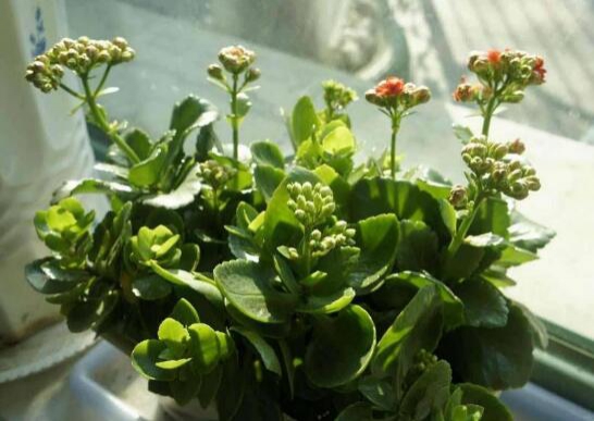 长寿花怎么养才能爆盆，4个流程让它蹭蹭蹭疯长