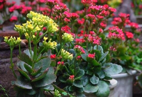 长寿花怎么样养殖办法，5个技巧告诉你养育出美丽的长寿花