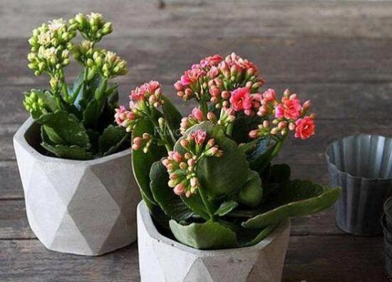 长寿花怎么养才能爆盆，4个流程让它蹭蹭蹭疯长