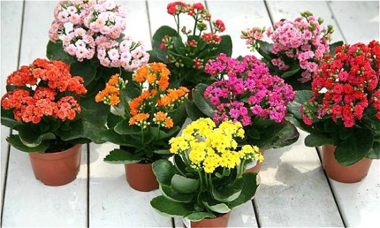 长寿花冬季养殖办法:要注意光照溫度水肥