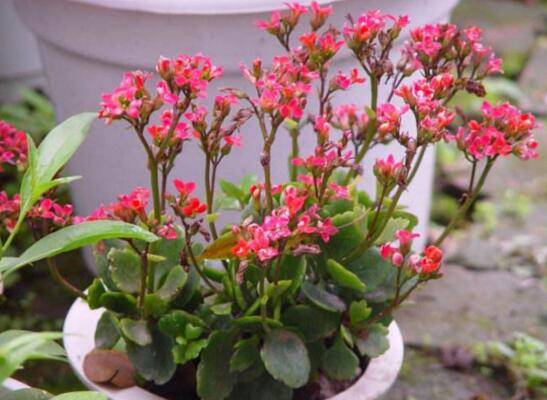 长寿花怎么养才能爆盆，4个流程让它蹭蹭蹭疯长