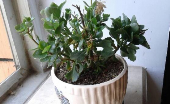 长寿花叶子焦了解决办法,学会4种办法快速挽救