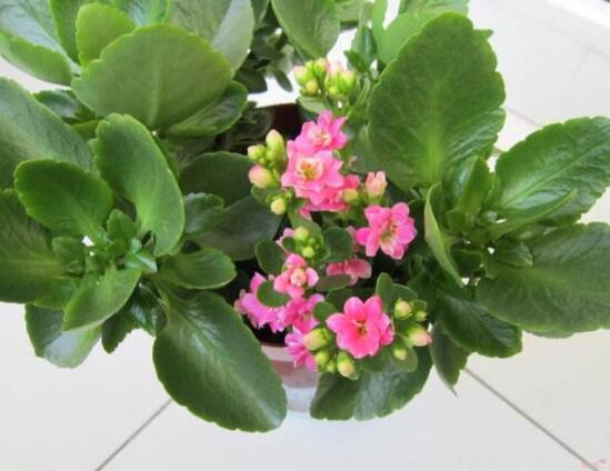 长寿花容易长什么虫，长寿花长虫子解决办法