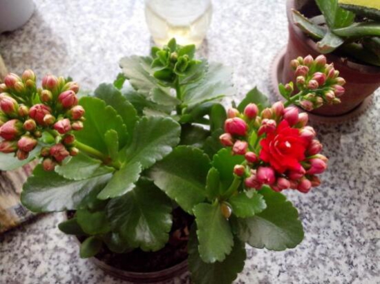 长寿花叶子焦了解决办法,学会4种办法快速挽救