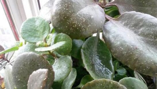 长寿花容易长什么虫，长寿花长虫子解决办法