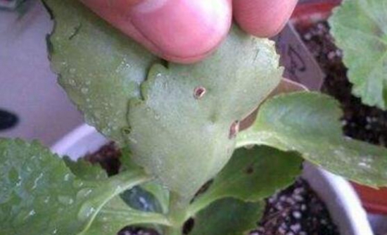 长寿花容易长什么虫，长寿花长虫子解决办法