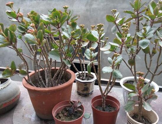 长寿花叶子焦了解决办法,学会4种办法快速挽救