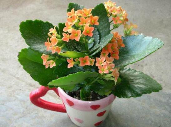 长寿花容易长什么虫，长寿花长虫子解决办法