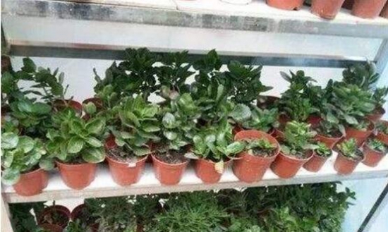 长寿花只长叶子不开花解决办法，告诉你五招让它爆盆