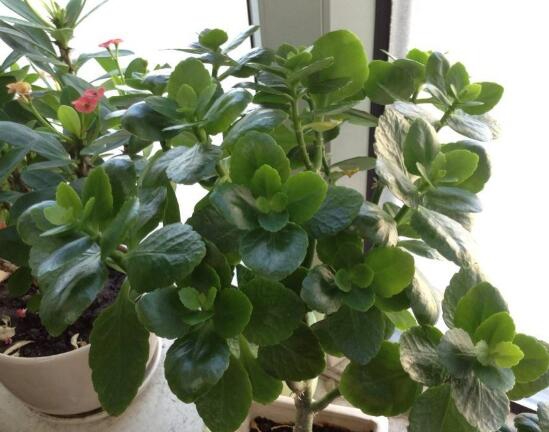 长寿花只长叶子不开花解决办法，告诉你五招让它爆盆