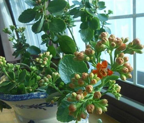 长寿花只长叶子不开花解决办法，告诉你五招让它爆盆