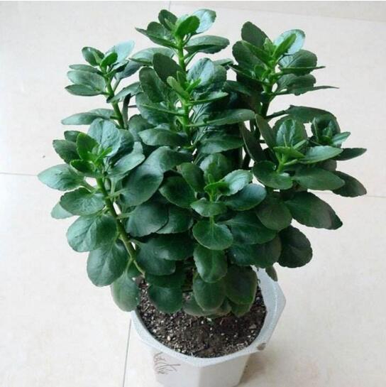 长寿花只长叶子不开花解决办法，告诉你五招让它爆盆