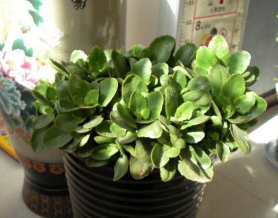 长寿花只长叶子不开花解决办法，告诉你五招让它爆盆