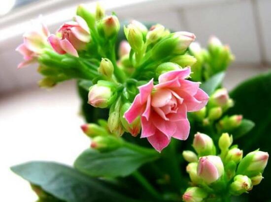 长寿花只长叶子不开花解决办法，告诉你五招让它爆盆