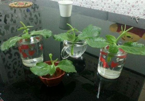 长寿花怎么扦插水培，六个流程告诉你轻松解决