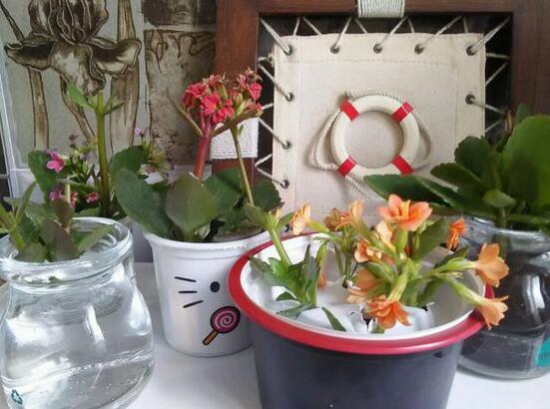 长寿花怎么扦插水培，六个流程告诉你轻松解决