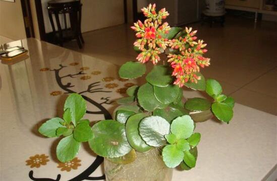 长寿花怎么扦插水培，六个流程告诉你轻松解决