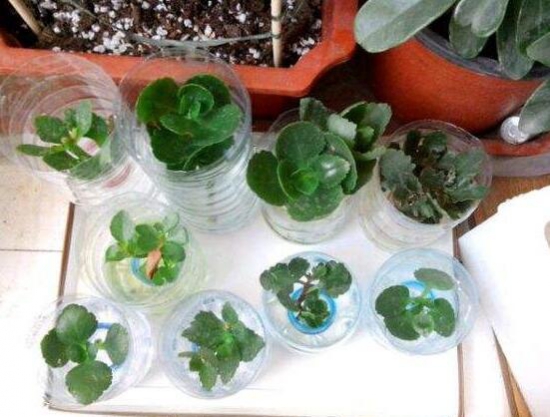 长寿花怎么扦插水培，六个流程告诉你轻松解决