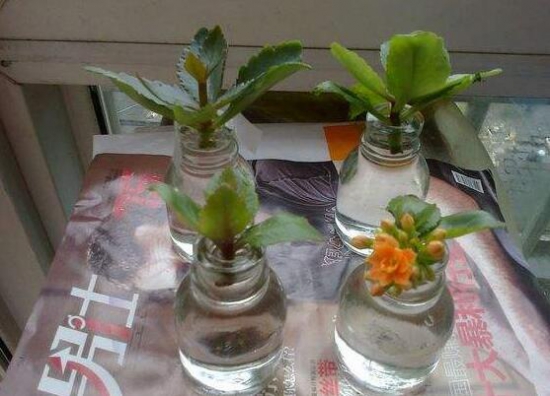 长寿花怎么扦插水培，六个流程告诉你轻松解决