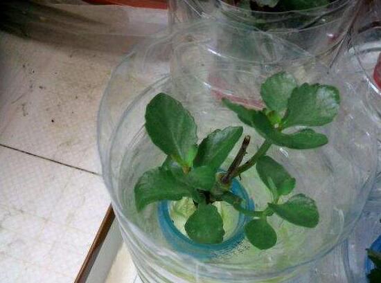 长寿花怎么扦插水培，六个流程告诉你轻松解决