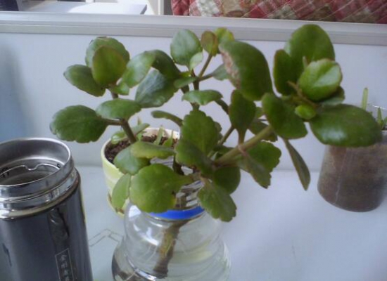 长寿花怎么扦插水培，六个流程告诉你轻松解决