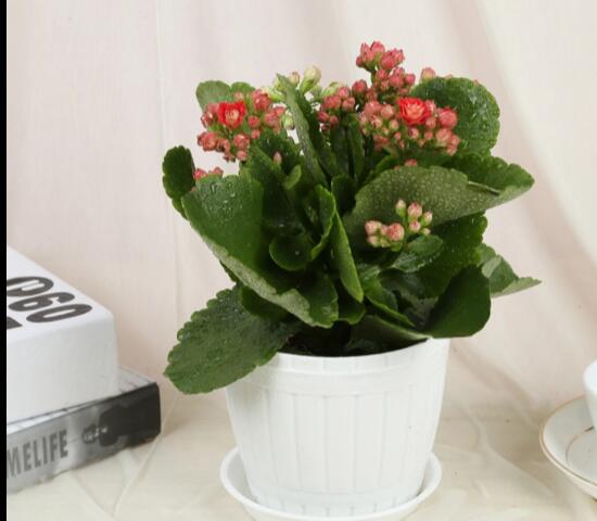 长寿花1年开几次花，长寿花花期是啥时候